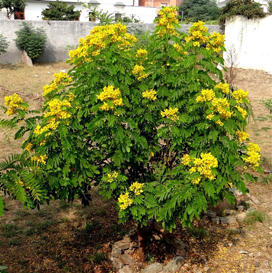 Senna sulphurea